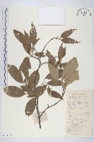 頭狀四照花藏品圖，第1張