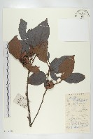 油柿藏品圖，第1張