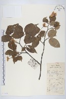 頭狀四照花藏品圖，第1張