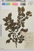 皺葉鼠李藏品圖，第1張