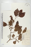 油柿藏品圖，第1張