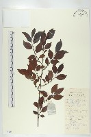 山紅柿藏品圖，第3張