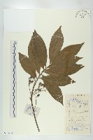 禿瓣杜英藏品圖，第1張