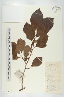 油柿藏品圖，第1張