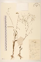 細葉苦實藏品圖，第1張