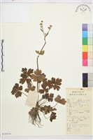 毛茛藏品圖，第1張