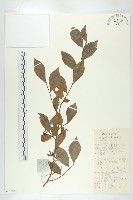 菱葉柿藏品圖，第1張