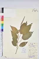 雞骨香藏品圖，第1張