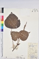 東南野桐藏品圖，第1張