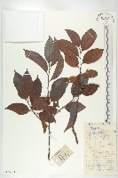 山紅柿藏品圖，第1張