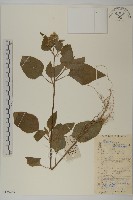 霍香薊藏品圖，第1張