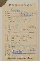 霍香薊藏品圖，第2張