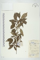 山茱萸藏品圖，第1張