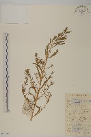 臭杏、土荊芥藏品圖，第1張