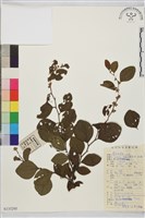 馬甲子藏品圖，第1張