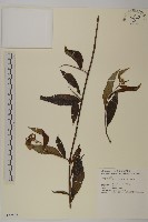 大花枇杷藏品圖，第1張