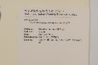 大花枇杷藏品圖，第2張