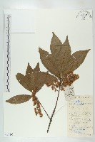 禿瓣杜英藏品圖，第1張