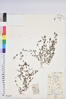 地錦藏品圖，第1張