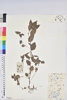 鐵莧菜藏品圖，第1張