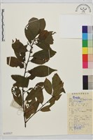 鈍齒鼠李藏品圖，第1張