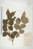 四照花藏品圖，第1張