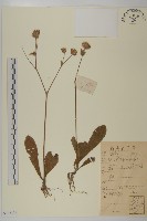 燈豎朽藏品圖，第1張