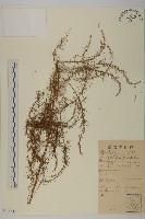 登錄號:S135342藏品圖，第1張