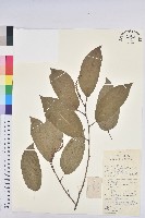 白木烏臼藏品圖，第1張