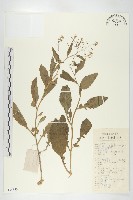 無瓣蔊菜藏品圖，第1張