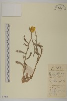 香青藏品圖，第1張