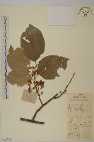 南蛇藤藏品圖，第1張