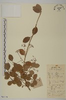 扶芳藤藏品圖，第1張