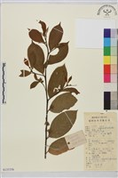 鈍齒鼠李藏品圖，第1張