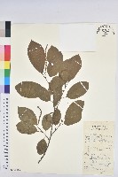 烏臼藏品圖，第1張