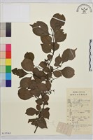 薄葉鼠李藏品圖，第1張