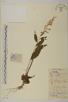 密毛奇蒿藏品圖，第1張