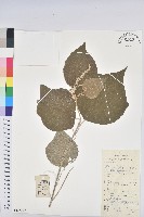 白背葉藏品圖，第1張