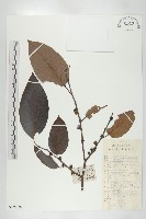 浙江柿藏品圖，第1張