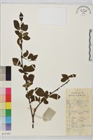 圓葉鼠李藏品圖，第1張