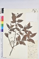 米飯花藏品圖，第1張