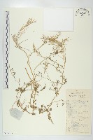 焊菜藏品圖，第1張