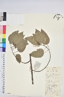 扛香藤藏品圖，第1張