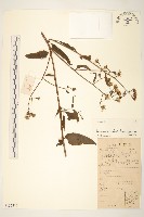 蔓黃菀藏品圖，第1張