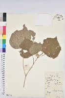 登錄號:S135426藏品圖，第1張