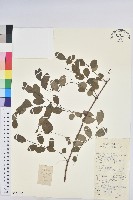 青灰葉下珠藏品圖，第1張
