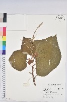 白匏子藏品圖，第1張