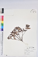 金毛杜鵑藏品圖，第1張