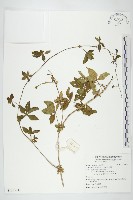 番仔藤藏品圖，第1張