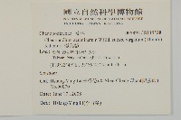 變葉藜藏品圖，第2張